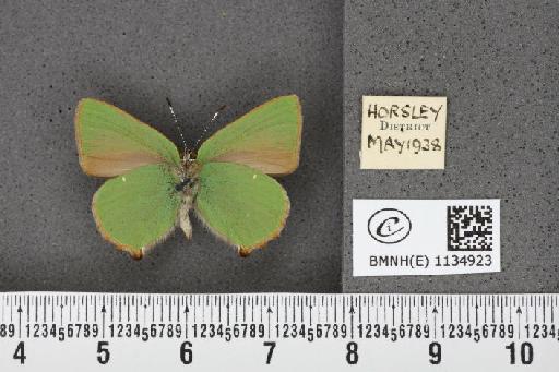 Callophrys rubi rubi (Linnaeus, 1758) - BMNHE_1134923_98270