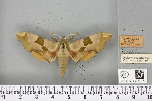 Mimas tiliae ab. virescens Jordan, 1911 - BMNHE_1636778_205089