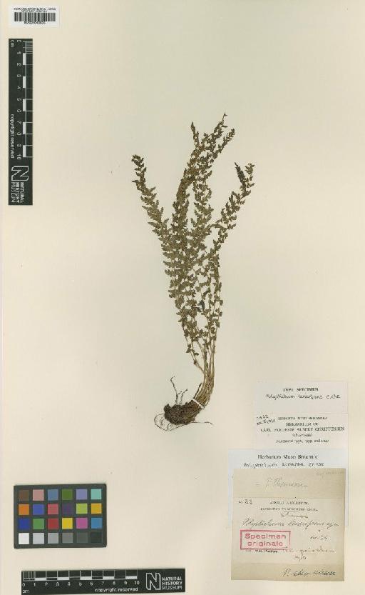 Polystichum shensiense Christ - BM001048695