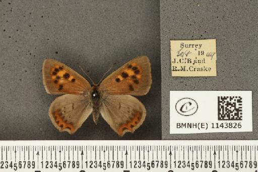 Lycaena phlaeas eleus ab. suffusa Tutt, 1896 - BMNHE_1143826_108347