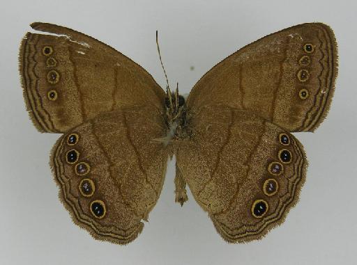 Euptychia perfuscata Butler, 1868 - BMNH(E)_1204831_Yphthimoides_(Euptychia)_maepius_perfuscata_Butler_T_male (3)