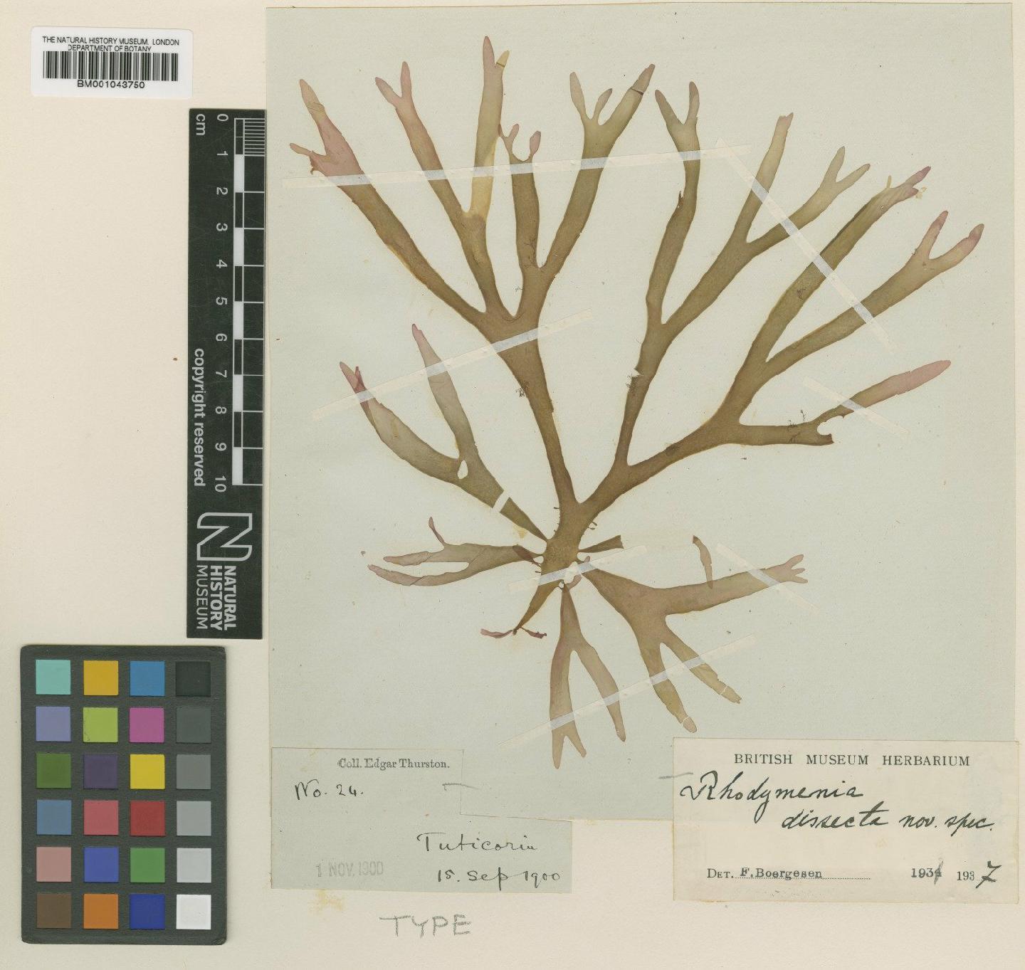 To NHMUK collection (Rhodymenia dissecta Børgesen; Type; NHMUK:ecatalogue:2363640)