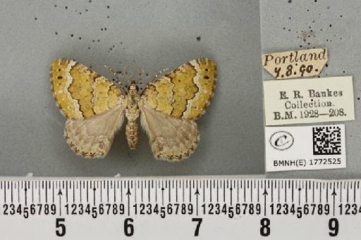 Colostygia olivata ab. pallescens Cockayne, 1950 - BMNHE_1772525_353976