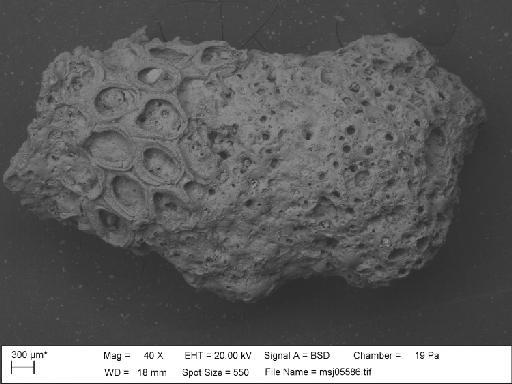 Membranipora arcifera Canu & Bassler, 1929 - Membranipora_arcifera_msj05586