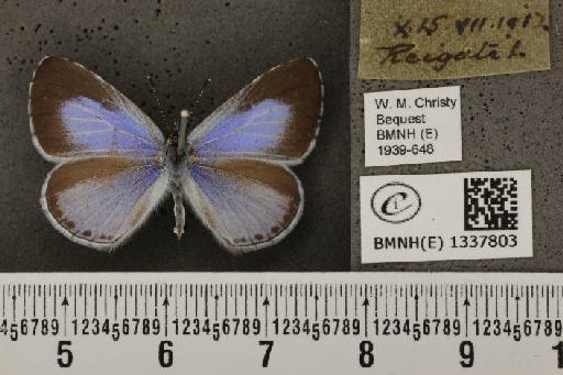 Celastrina argiolus britanna (Verity, 1919) - BMNHE_1337803_145476