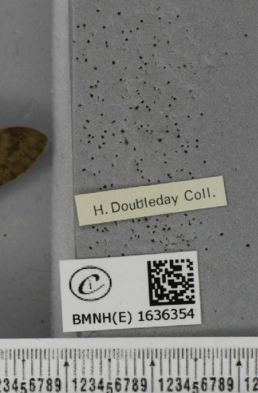 Macroglossum stellatarum (Linnaeus, 1758) - BMNHE_1636354_label_206070
