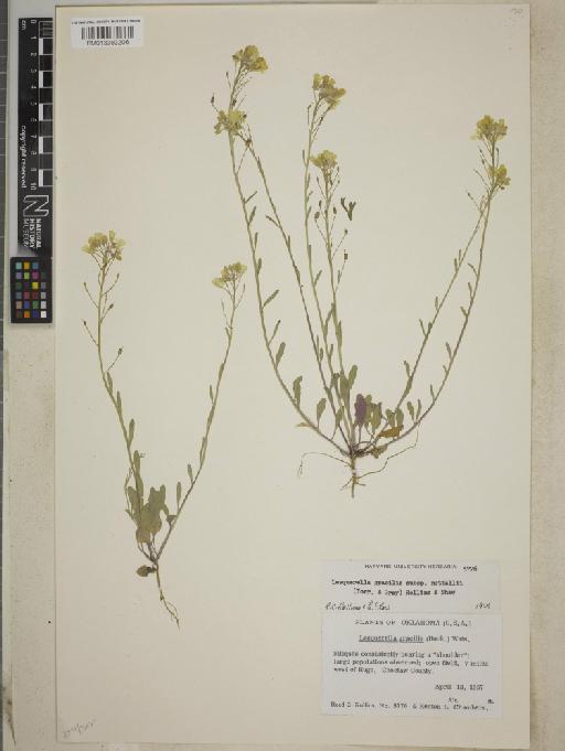 Lesquerella gracilis subsp. nuttallii (Torr. & A.Gray) Rollins & E.A.Shaw - BM013393206