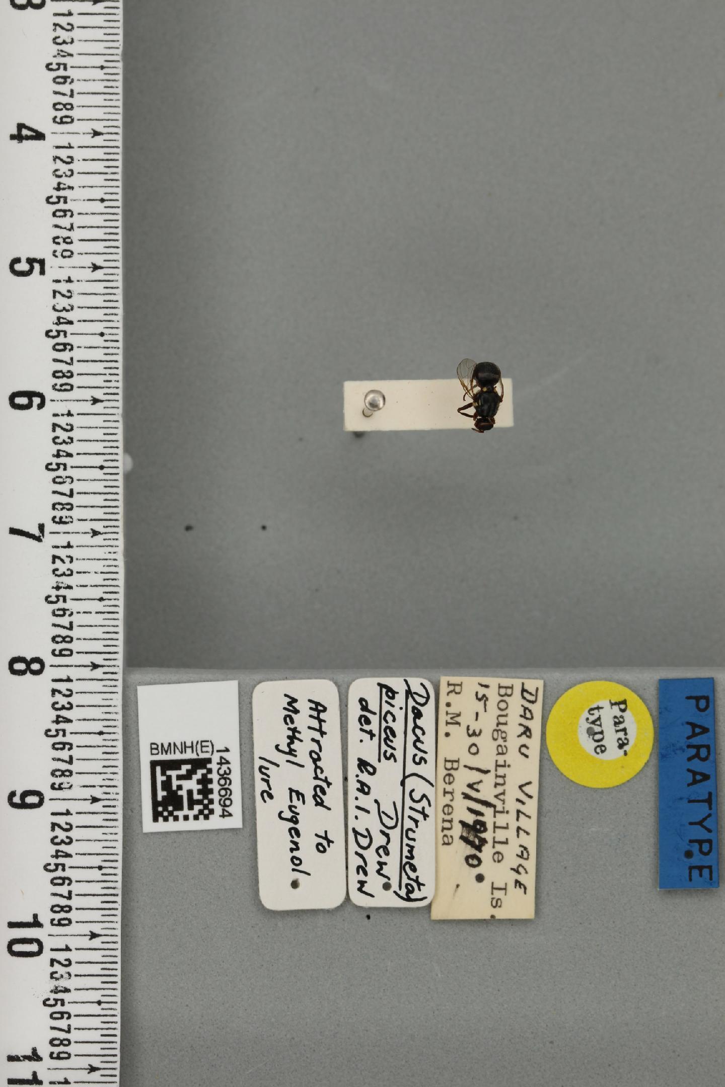 Bactrocera picea