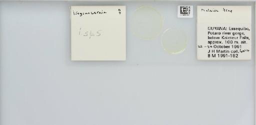 Isogonoceraia Tuthill, 1964 - 013483059_117198_1146272_157715_NonType_result