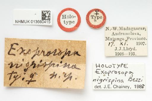 Exoprosopa nigrispina Bezzi, 1924 - 013660415, HOLOTYPE, Exoprosopa nigrispina Bezzi LABELS