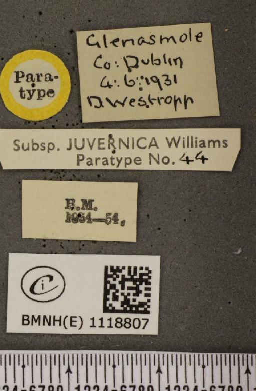 Leptidea sinapis juvernica Williams, 1946 - BMNHE_1118807_label_74012