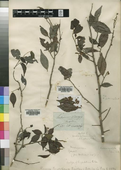 Rinorea angustifolia (Thouars) Baill - BM000617985