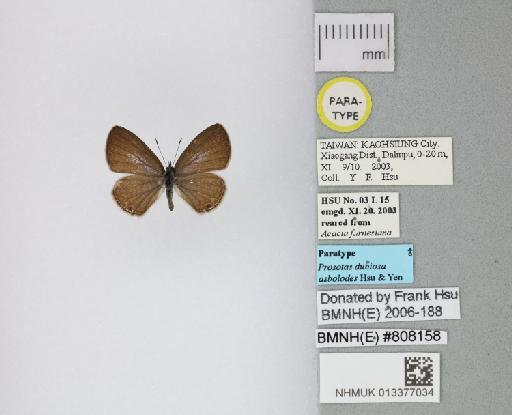 Prosotas dubiosa asbolodes Hsu & Yen, 2006 - 013377034_Prosotas_dubiosa_asboledes_Hsu & Yen_2006_PT