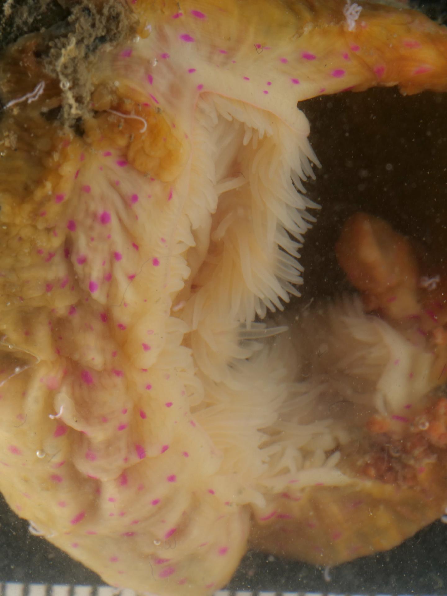 Adamsia palliata thumbnail