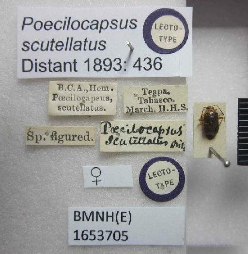 Poecilocapsus scutellatus Distant, 1893 - Poecilocapsus scutellatus-BMNH(E)1653705-Lectotype female dorsal & labels