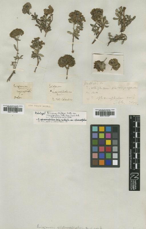 Eriogonum sphaerocephalum var. sphaerocephalum Douglas ex Benth. - BM001024596