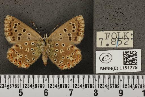 Lysandra coridon ab. nubila Bright & Leeds, 1938 - BMNHE_1151776_102980