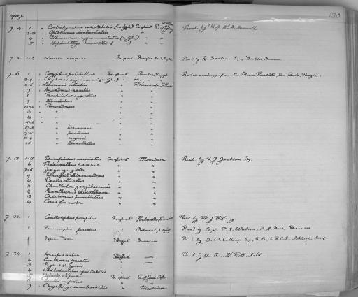 Otocinclus paulinus Regan, 1908 - Zoology Accessions Register: Reptiles & Fishes: 1904 - 1925: page 130