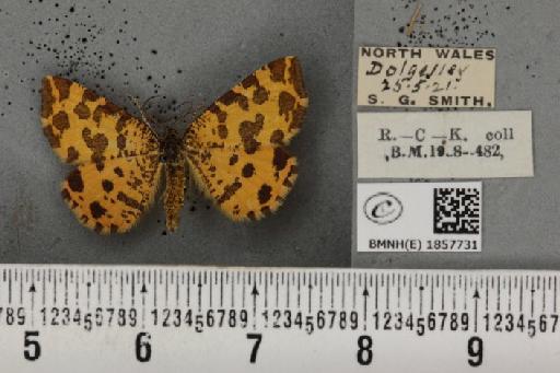 Pseudopanthera macularia (Linnaeus, 1758) - BMNHE_1857731_429512