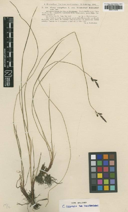 Carex caespitosa L. - BM001010962