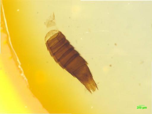 Paederinae Fleming, 1821 - 010189134___7