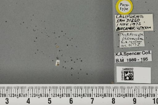 Phytoliriomyza jacarandae Spencer & Steyskal, 1978 - BMNHE_1489202_52726