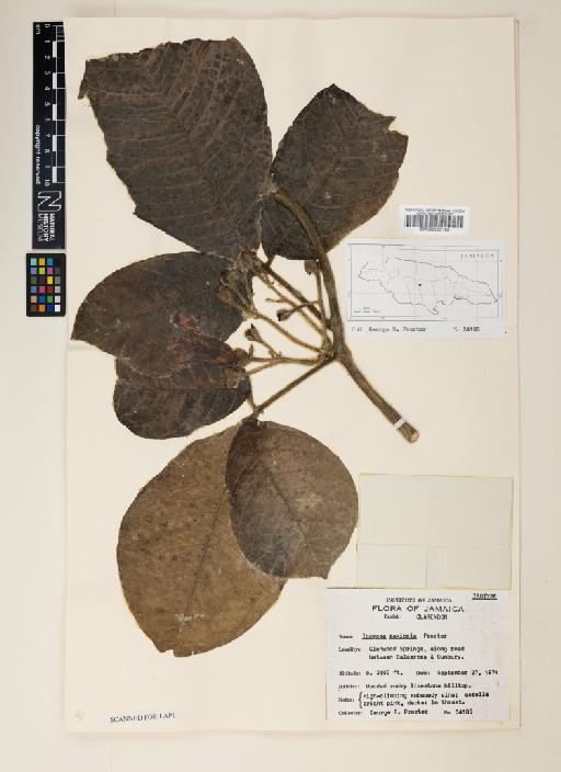 Ipomoea ternata Jacq. - 000953182