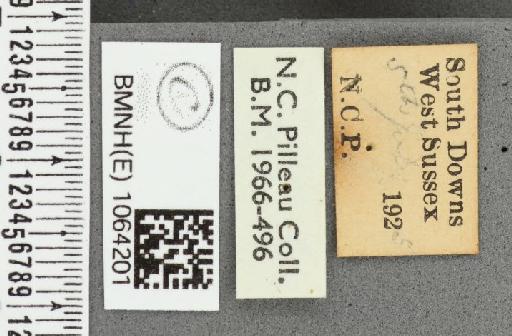 Coenonympha pamphilus ab. nolkeniana Strand, 1917 - BMNHE_1064201_label_25268