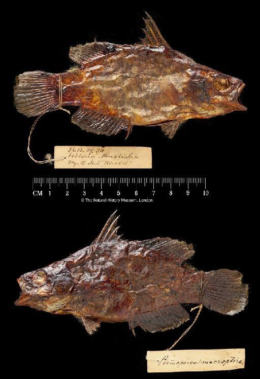 Psammoperca macroptera Günther, 1859 - BMNH 1858.12.27.34, HOLOTYPE, Psammoperca macroptera