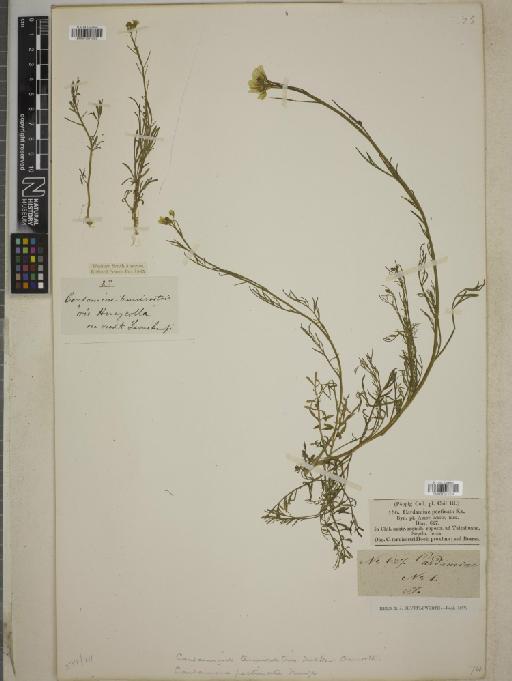 Cardamine teniurostris Hook. & Arn. - BM001241003