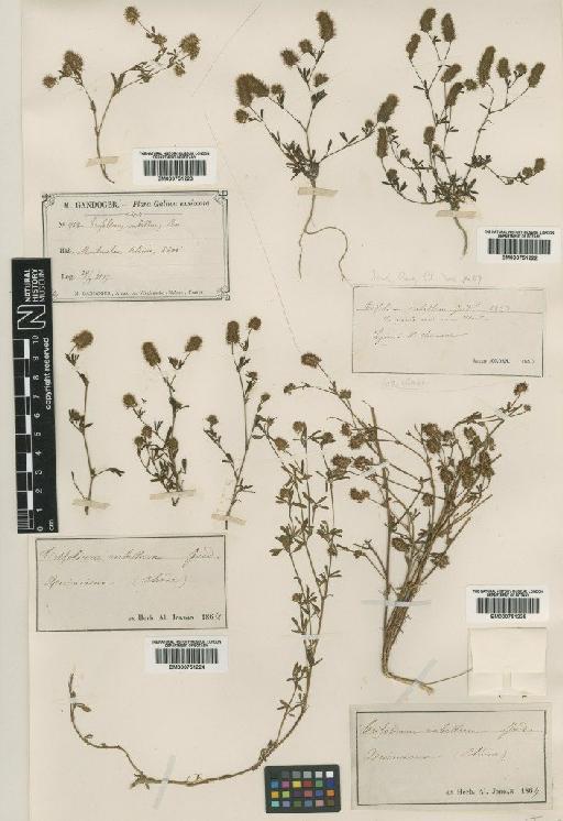 Trifolium arvense L. - BM000751223