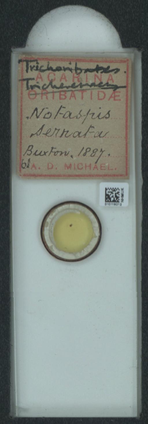 Notaspis serrata A.D. Michael, 1885 - 010119212_128162_1585150