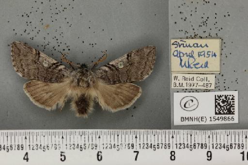 Achlya flavicornis scotica Tutt, 1888 - BMNHE_1549866_239524