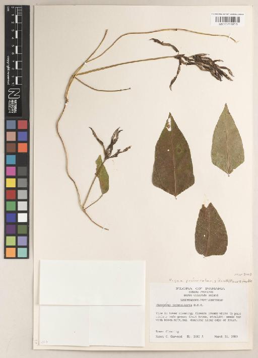 Vigna peduncularis (Kunth) Fawc. & Rendle - BM013711853