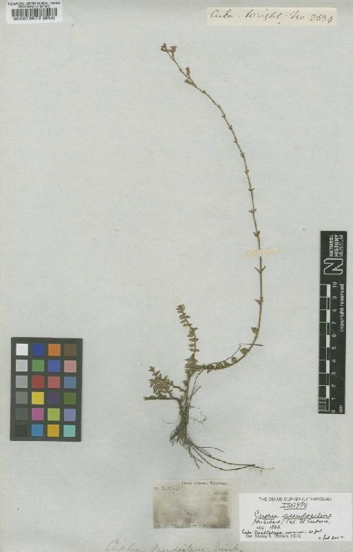Cuphea pseudosilene Griseb. - BM000073573