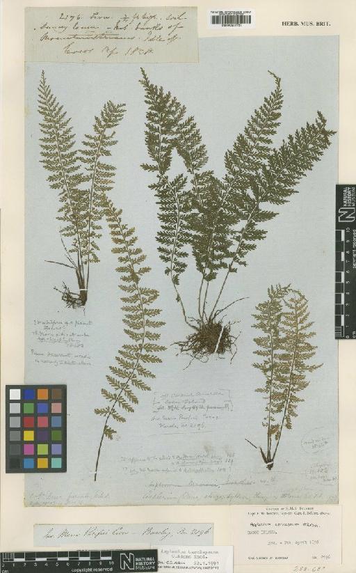 Asplenium barclayanum C.D.Adams - BM000937761