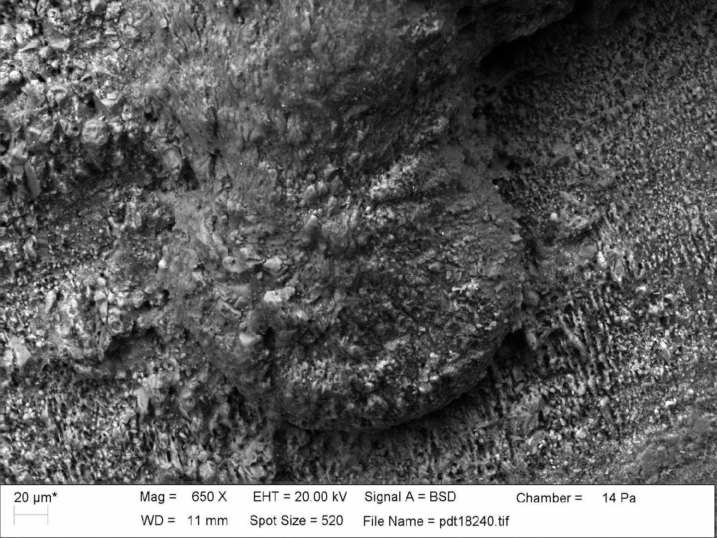 To NHMUK collection (Reptomultisparsa cricopora (Vine); NHMUK:ecatalogue:3176376)