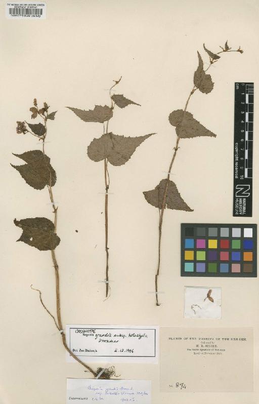 Begonia grandis subsp. holostyla Irmsch. - BM000075829