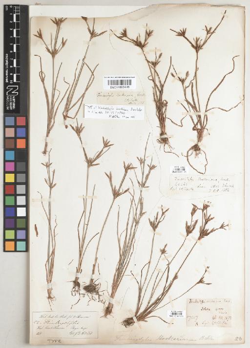 Fimbristylis hookeriana Boeckeler - BM013767111