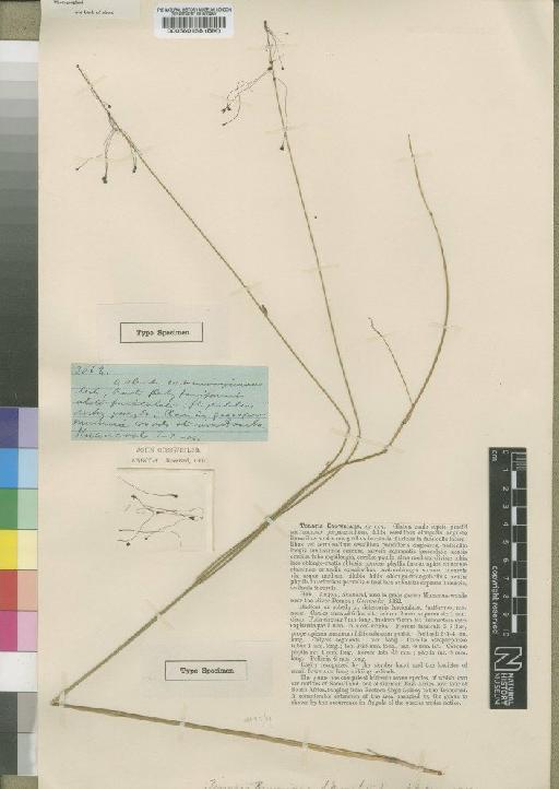Tenaris browniana Moore - BM000560158