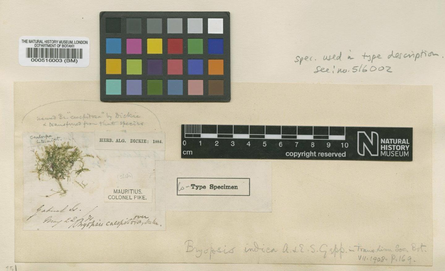 To NHMUK collection (Bryopsis indica E.Gepp & A.Gepp; Isotype; NHMUK:ecatalogue:4829839)