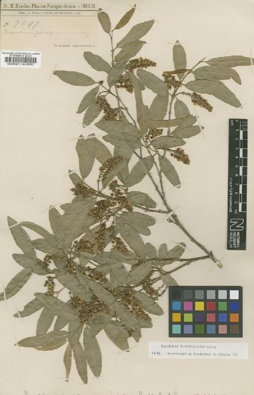 Bunchosia paraguariensis Nied - BM000546104