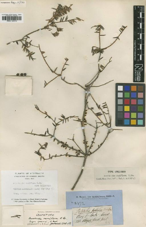 Acrotriche ramiflora R.Br. - BM001040210
