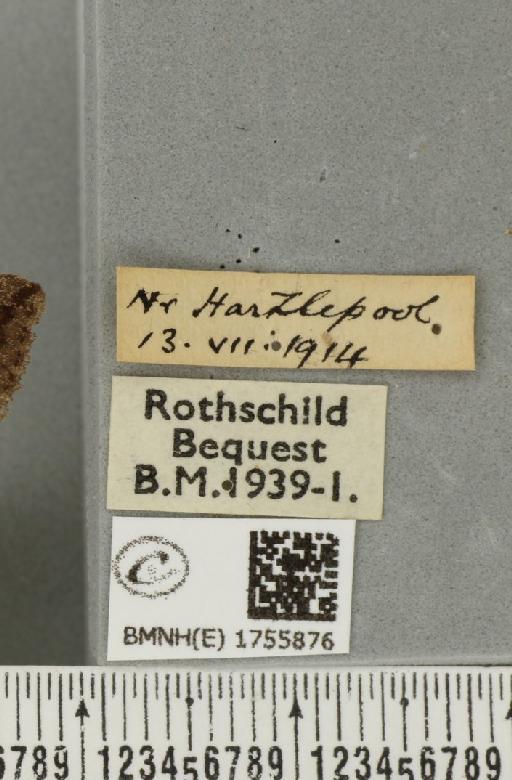 Hydriomena furcata (Thunberg, 1784) - BMNHE_1755876_label_329137