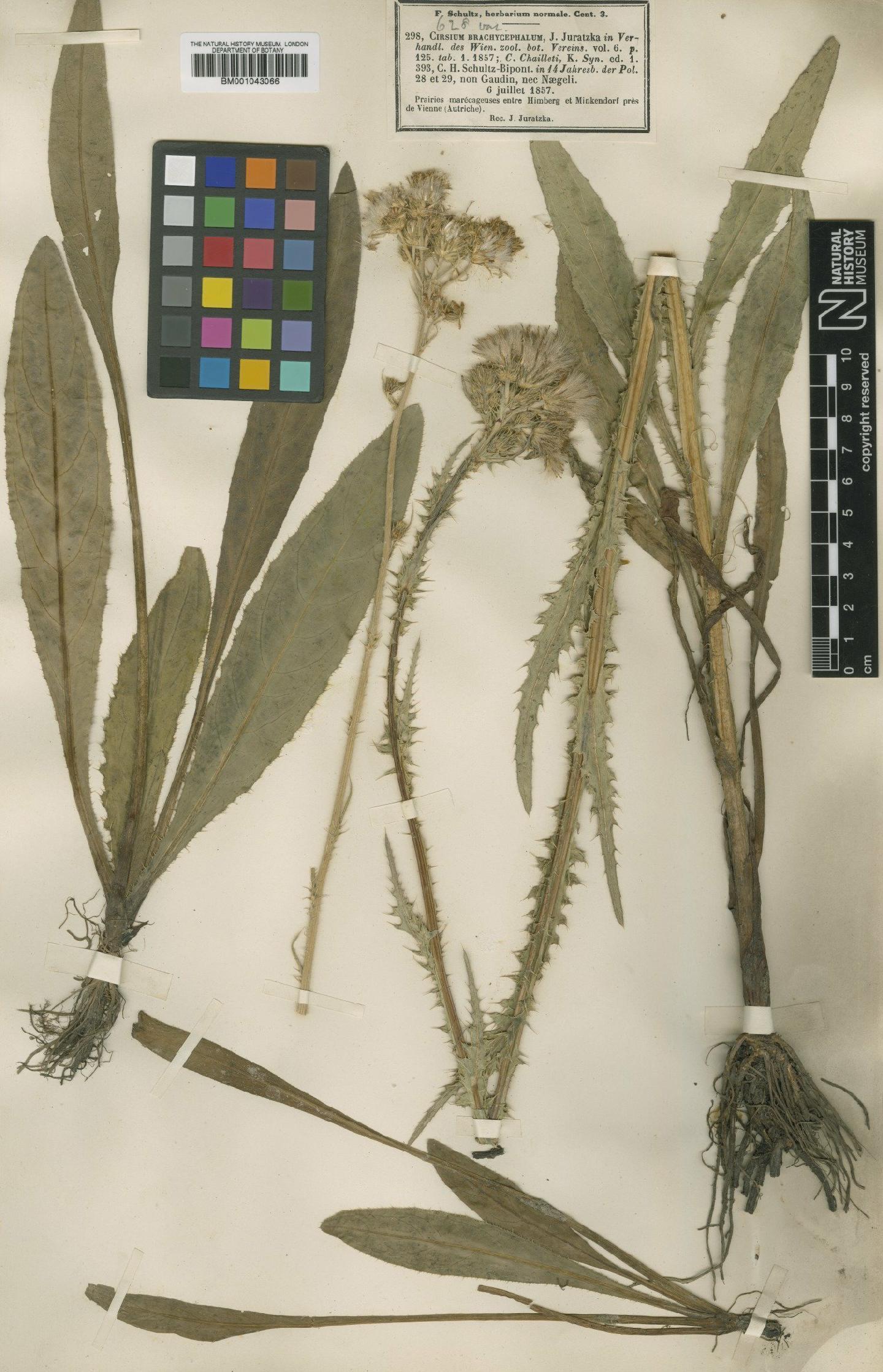 To NHMUK collection (Cirsium brachycephalum Jur.; Type; NHMUK:ecatalogue:1979063)