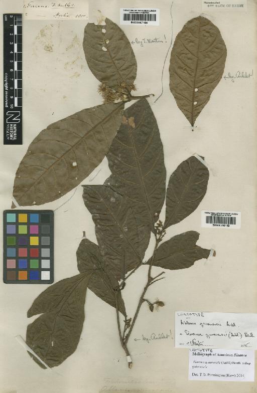 Sloanea guianensis (Aubl.) Benth. - BM000795143