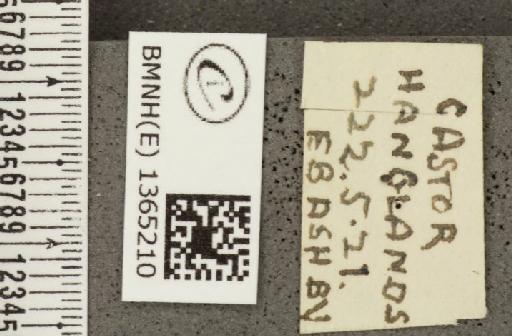 Carterocephalus palaemon (Pallas, 1771) - BMNHE_1365210_label_176464