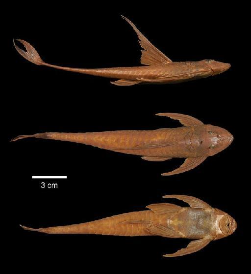 Loricaria platystoma Günther, 1868 - 1866.8.14.124; Loricaria platystoma; type; ACSI Project image