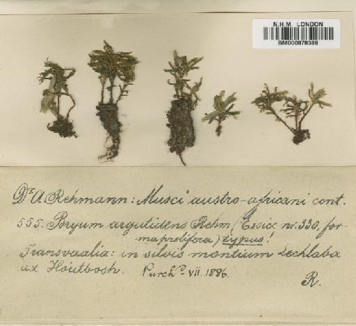 Rhodobryum commersonii (Schwägr.) Brid. - BM000878388