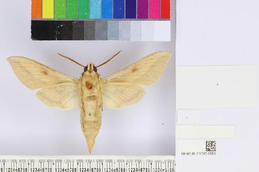 Hyles centralasiae (Staudinger, 1887) - NHMUK010891568_Hyles_centralasiae_ventral_and_labels.JPG